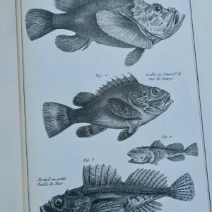 pêche Duhamel du Monceau Traité général des pesches, et histoire des poissons