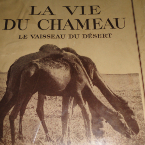 VIE DE CHAMEAU le vaisseau du désert